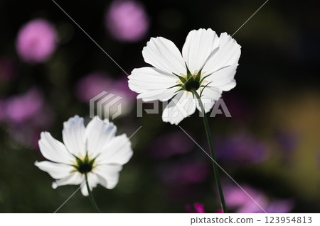 Cosmos 123954813