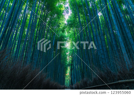 Sunrise in the bamboo forest Sunrise in the bamboo forest 123955060