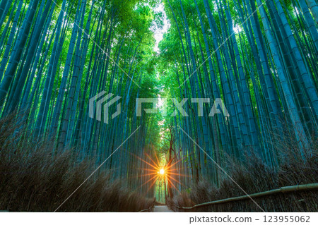 竹林日出 123955062