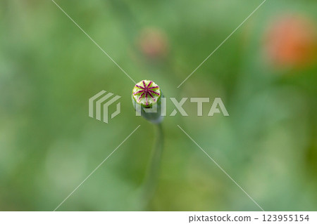Summer flowers Summer flowers 123955154