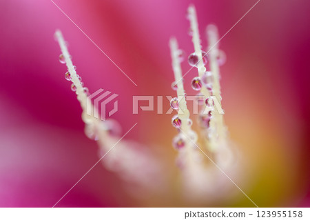 Summer flowers Summer flowers 123955158