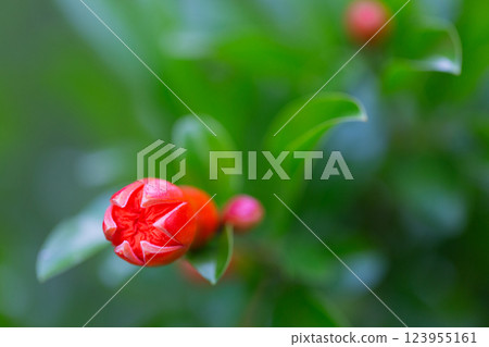 Summer flowers 123955161