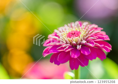 Autumn flowers 123955208