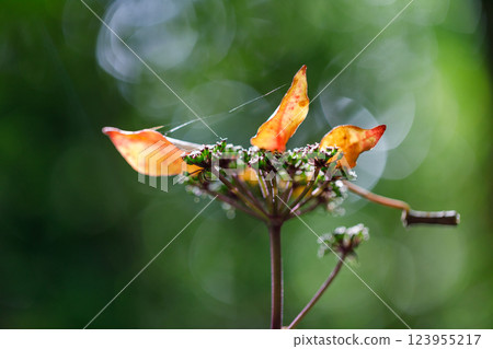 秋天的花朵 秋天的花朵 123955217