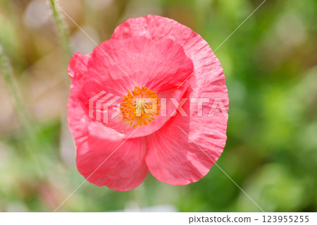 Spring flower Spring flower 123955255