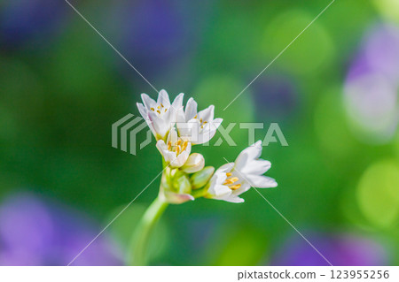 Spring flower  123955256