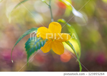 冬天的花朵 冬天的花朵 123955264