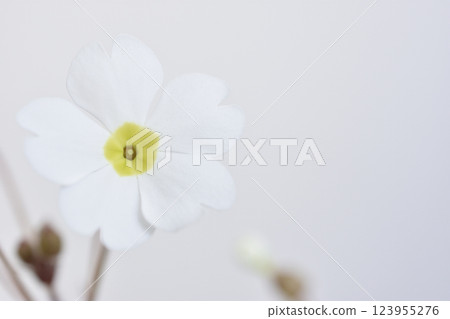 Primula Sinensis 123955276