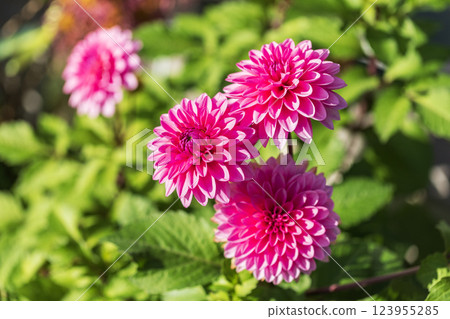 Dahlia Light 123955285