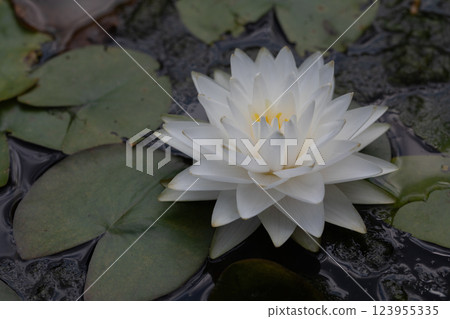 The beauty of water lilies The beauty of water lilies 123955335