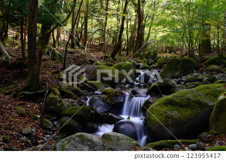 [Shizuoka Prefecture] Amagi, Himuro Garden, and nearby streams 123955417