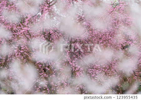 Ume flower 123955435