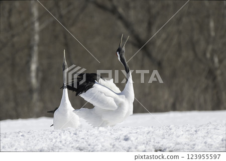 丹頂鶴的轉身 123955597