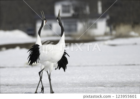 Red-crowned crane's turn Red-crowned crane's turn 123955601