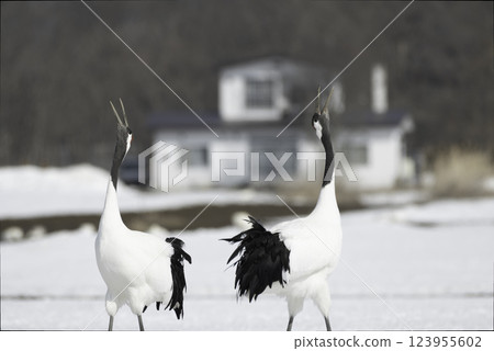 Red-crowned crane's turn Red-crowned crane's turn 123955602