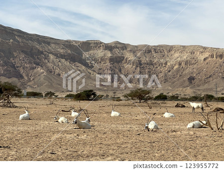 A herd of scimitar oryx (Oryx dammah) in the Yotvata Hai-Bar Nature Reserve 123955772