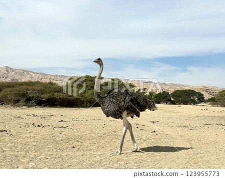 African ostrich (lat. - Struthio camelus) in the Yotvata Hai-Bar Nature Reserve African ostrich (lat. - Struthio camelus) in the Yotvata Hai-Bar Nature Reserve 123955773