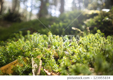 嗜好登山：林光與苔蘚的美景① 123955834