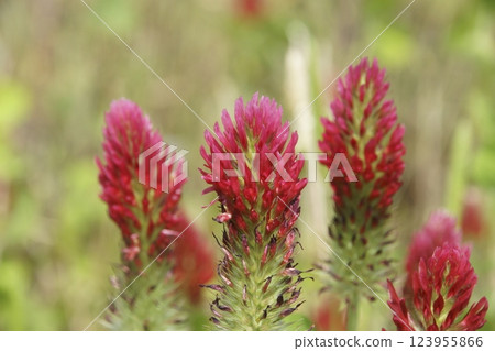 Strawberry candle 123955866