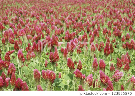 Strawberry candle 123955870