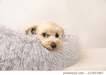 Maltipoo Mill in bed Maltipoo Mill in bed 123955967