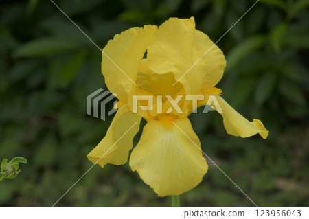 Shaman Iris Shaman Iris 123956043