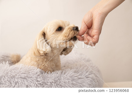 Maltipoo Mill 正在享受美食 123956068