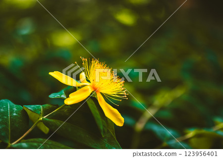 St. John's Wort yellow five petal flower bud with pistils and stamens on a green natural background. Medicinal plant in full bloom in summer garden. St. John's Wort yellow five petal flower bud with pistils and stamens on a green natural background. Medicinal plant in full bloom in summer garden. 123956401