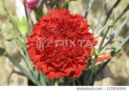 Carnation Carnation 123956564