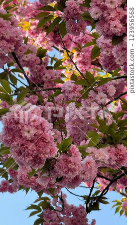 Vivid Pink Cherry Blossom Tree Branch With Blooming Flowers and Green Leaves 123956568