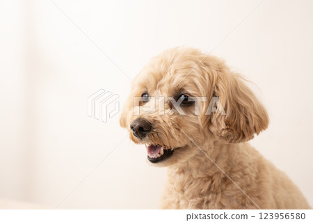 馬耳他犬 Ku-chan 的胸部特寫 馬耳他犬 Ku-chan 的胸部特寫 123956580