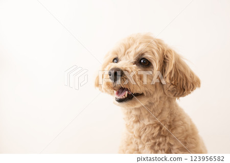A close-up of a smiling Maltipoo dog, Ku-chan 123956582