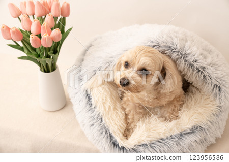 Maltipoo Mill and Tulip in bed 123956586
