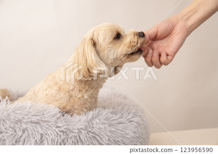 Maltipoo Mill getting a treat 123956590