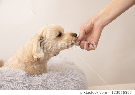 Maltipoo Mill getting a treat 123956593
