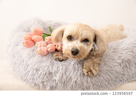 Maltipoo Mill and Tulip in bed 123956597