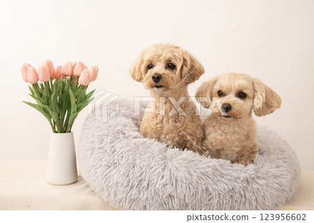 A white bag, tulips and two Maltipoos in bed 123956602