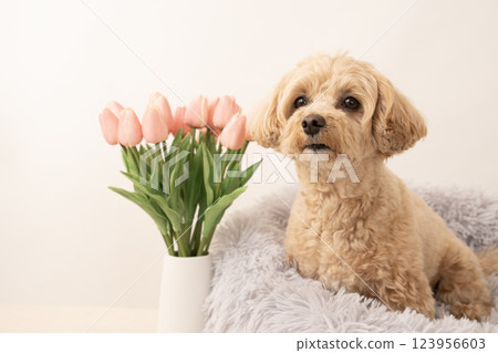 Maltipoo laughing in bed with white bag and tulips 123956603