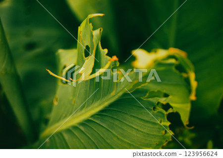Soybean leaf disease, damage by abiotic stress in tropical park, garden. Damaged plant with holes. Greenhouse plants with big green leaves foliage. Soybean leaf disease, damage by abiotic stress in tropical park, garden. Damaged plant with holes. Greenhouse plants with big green leaves foliage. 123956624