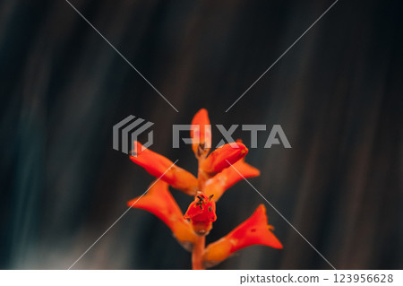 Dyckia remotiflora cactus succulent blooming plant with orange flower bud. Dyckia genius flower native to Argentina, Uruguay, Brazil. Exotic plant. 123956628
