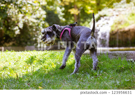 Grey miniature zwergschnauzer puppy on a green lawn. Hunting, guarding dog breed. Little doggy on a walk. Canine domestic animal pet in park, parkland 123956631
