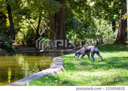 Grey miniature zwergschnauzer puppy on a green lawn. Hunting, guarding dog breed. Little doggy on a walk. Canine domestic animal pet in park, parkland Grey miniature zwergschnauzer puppy on a green lawn. Hunting, guarding dog breed. Little doggy on a walk. Canine domestic animal pet in park, parkland 123956632