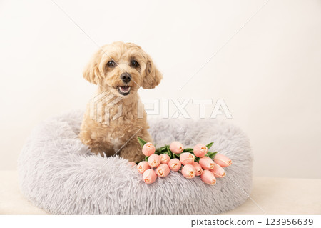馬耳他犬 Kuu-chan 躺在床上大笑,背景為白色,還有鬱金香 馬耳他犬 Kuu-chan 躺在床上大笑,背景為白色,還有鬱金香 123956639