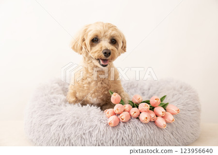 馬耳他犬 Kuu-chan 躺在床上大笑，背景為白色，還有鬱金香 123956640