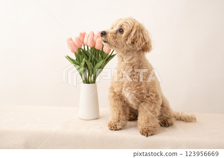 Smiling Maltipoo Kuu-chan with a white background and tulips 123956669