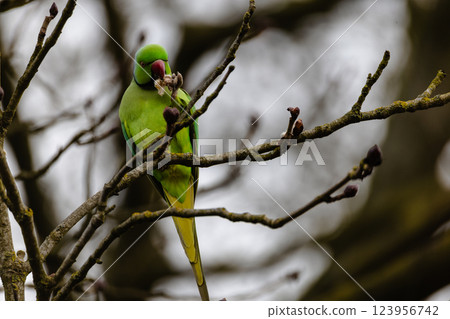 A green parrot is perched on a branch, eating a berry A green parrot is perched on a branch, eating a berry 123956742