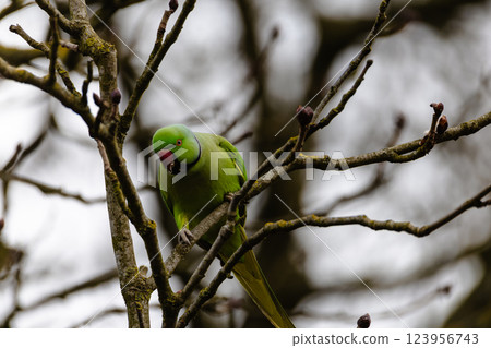 A green parrot is perched on a tree branch A green parrot is perched on a tree branch 123956743