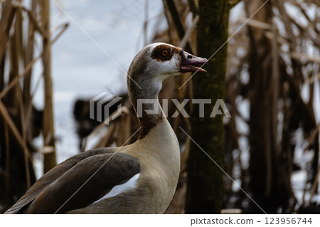 Egyptian Goose Poised Amidst Tall Grassland 123956744