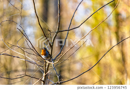 Vibrant Robin Perched on Bare Branch in Autumn Glow 123956745