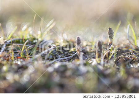 Tsukushi telling spring Tsukushi telling spring 123956801